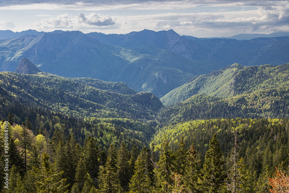 Obraz premium Mountains in Perucica Forest Reserve in Sutjeska National Park.