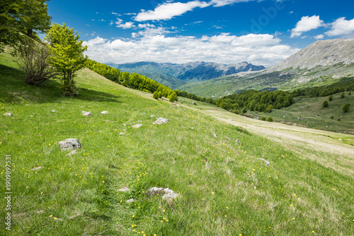 Mountain meadow in Sutjeska National Park.