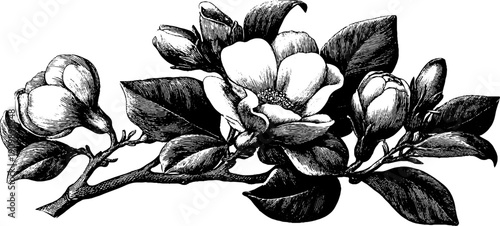 Vintage botanical flower bouquet from side view for design and art projects