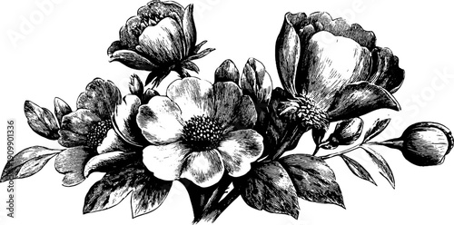 Vintage botanical flower bouquet illustration for natural taxonomy study