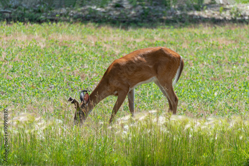 A White-tailed buck deer feeding in an urban soybean field in Wisconsin in summer