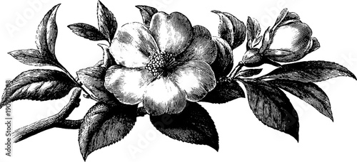 Vintage botanical flower bouquet engraving for natural study and design