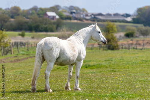 white horse in the field