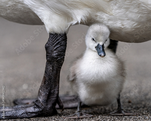close up of mute swan cygnet