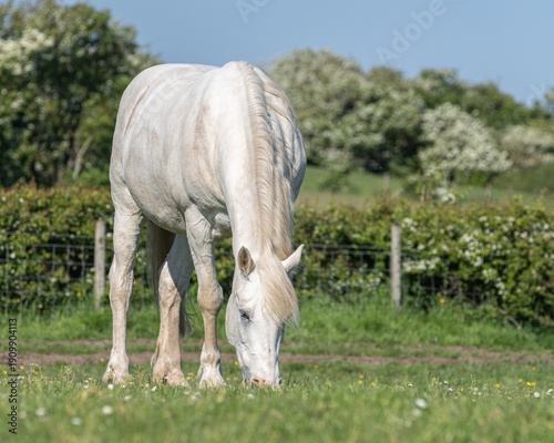 white horse in the field