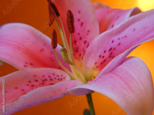 Slika na platnu Lilium Lily Lilly