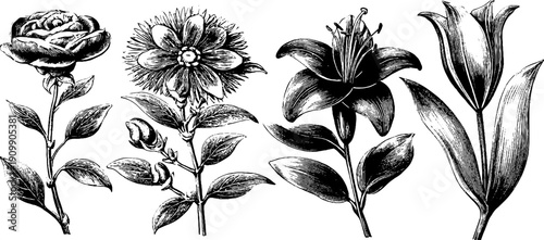 Vintage botanical floral bundle engraving for retro design and art projects