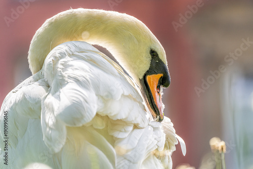 Close up of swan