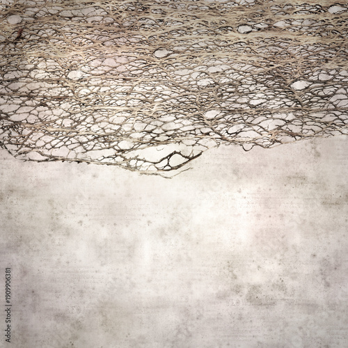 stylish textured old paper square background with inner part of Opuntia cactus dry dead stem