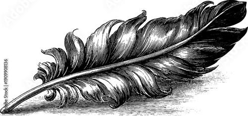 Vintage botanical engraving of flight feather primary structure for design
