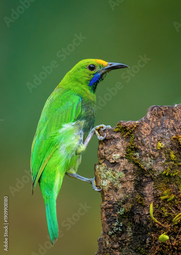 Jerdon's Leafbird (Jerdon's Chloropsis) Munnar Kerala India