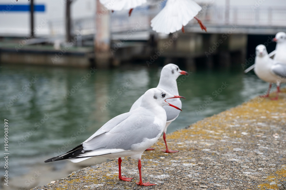 Fototapeta premium 日本の岡山県の新岡山港で見たかわいいユリカモメ