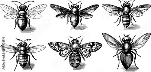 Microscopic study of flea and insects - vintage botanical engraving art