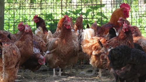 Flock Of Free Range Chickens On Farm
