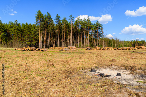 Φωτογραφία Stacked tree logs of pine wood in the forest