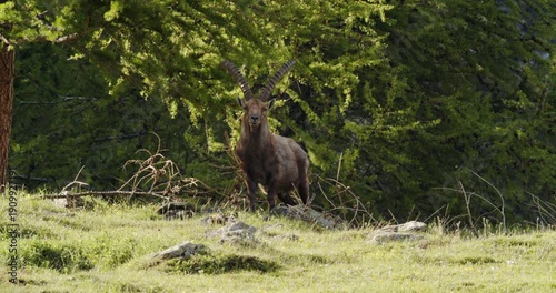 Curious Alpine Ibex watching as the sunlight shines on it