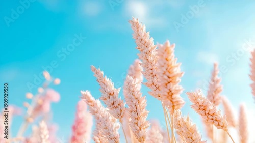 Close-up perspective of delicate golden wheat stalks reaching towards serene, clear blue sky, evoking sense of peace and natural beauty.