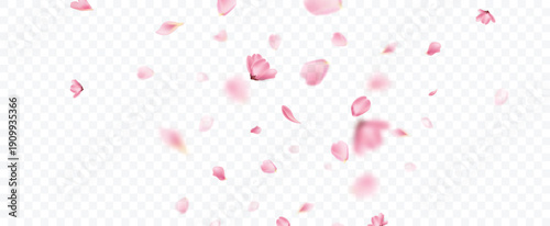 Petal flower falling overlay background. 