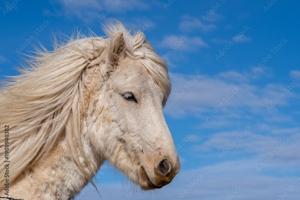 Obraz premium Icelandic horse