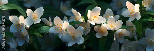 The Delicate Beauty and Frgrance of Jasmine Flowers n Full Bloom: A Celebratio of Nature's Graceful and romatic Wonders in Every Bd and Blossom