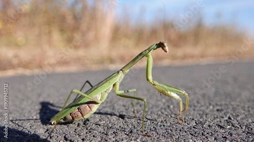 Konstfotografi praying mantis
