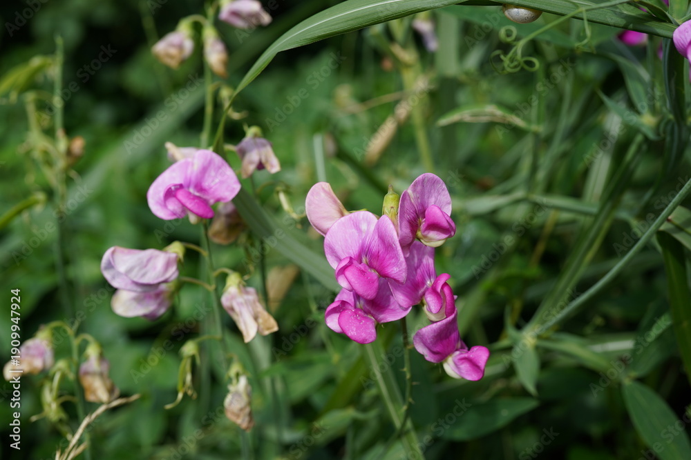 Obraz premium close up image of Broad-leaved everlasting pea (Lathyrus latifolius) flowers.