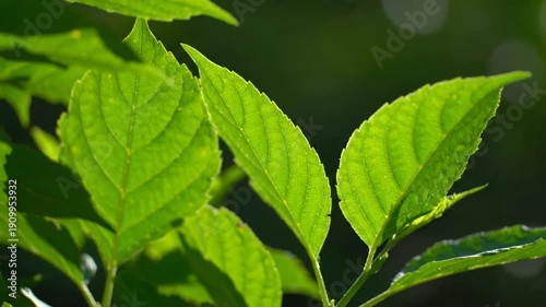 Vibrant green leaves glowing with natural light, showcasing the intricate details and fresh beauty of plant foliage in the sun