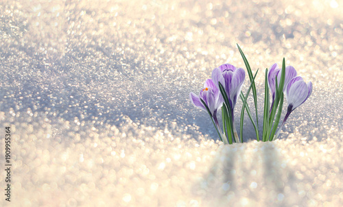 Beautiful violet crocus flowers growing through snow sparkling in sunlight. Banner design