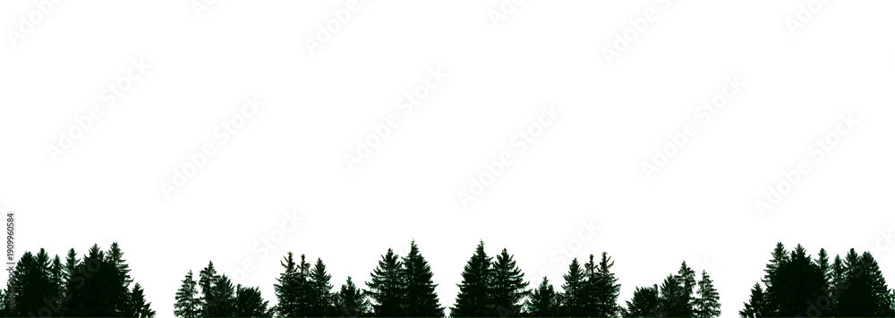 Fototapeta premium Ein Wald mit Fichten und Tannen im Gegenlicht. Dunkelgrüne Bäume, freigestellt mit weißem Hintergrund