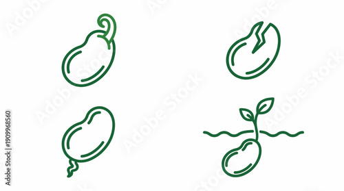 Green beans sprouting illustration. Spring Vector Packs. EPS Editable