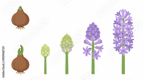 Lilac flower growth stages illustration. Spring Vector Packs. EPS Editable