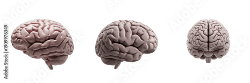 Tableau sur toile Human brain isolated on white background, cerebral anatomy, cerebrum, cerebellum