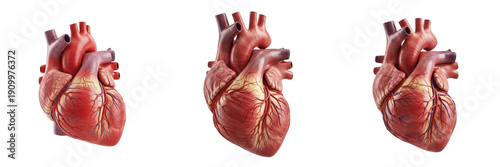 Bild auf Leinwand Human heart isolated on white background, anatomical heart organ, cardiovascular