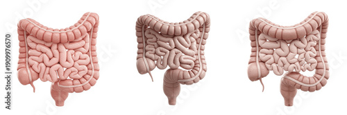 Принти на полотні Human small intestine isolated on white background, jejunum, ileum, duodenum, in