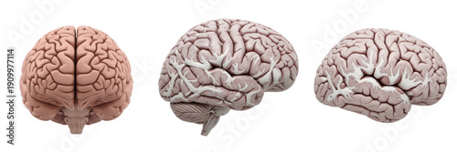 Human cerebellum isolated on white background, brain anatomy, motor coordination, neural system, posterior brain, cerebellar lobes, medical illustration, internal organ anatomy, human CNS, cerebellum 
