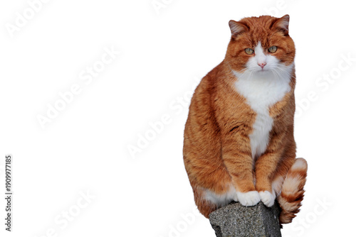 Eine hübsche rot-weiße Katze sitzt auf einem Pfahl, freigestellt in png
