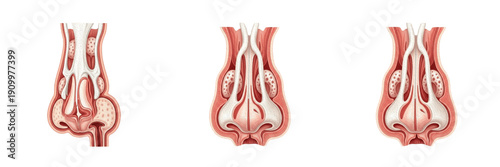 Fotografia Human nasal cavity isolated on white background, nasal anatomy, nasal septum, na