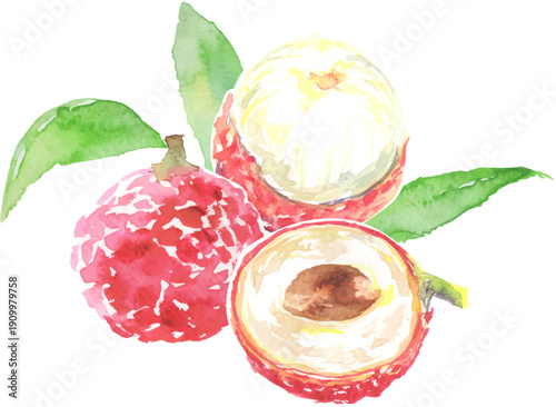 ライチの水彩イラスト　ベクター