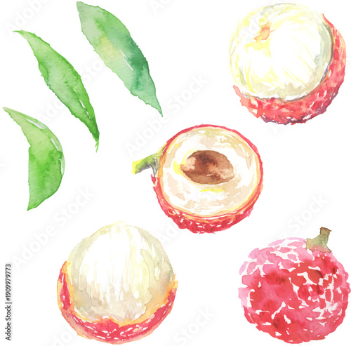 ライチの水彩イラスト　ベクター