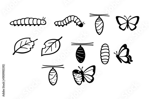 Butterfly life cycle stages illustration: caterpillar, pupa, adult butterfly, leaves
