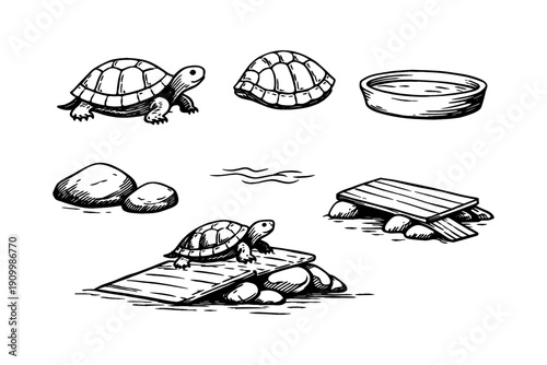 Hand-drawn turtle with rocks, shells, water bowl, and wooden ramp illustration