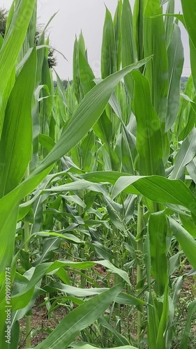 Corn on the stalk