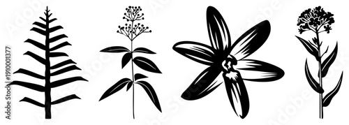 Black vector illustrations of plant species, botanical art, nature motifs, design, plant silhouette, herbal, graphic flora.