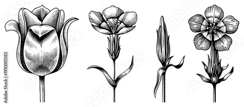 Vintage style engraved tulip, poppy, bud, and carnation, art, botanical accuracy, intricate hatching, vector illustration.