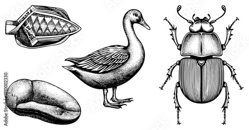 Classic engraved vector art featuring duck, beetle, coffee bean, and ornate boat, detailed hatching, vintage natural history style, isolated elements.