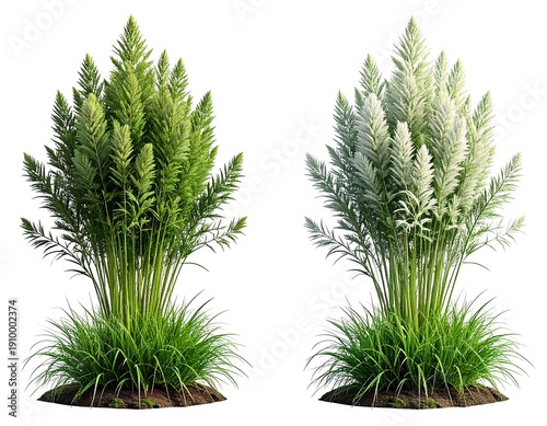 Lush, green and white ornamental grass clumps isolated on a stark, white background