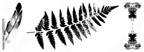 Vector illustration of feather, fern frond, and mirrored leaf design,, graphic art, nature motifs, isolated elements, stylized botanicals.