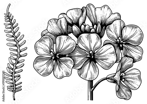 Hand drawn botanical sketch of flowering plant with layered petals and fern frond, engraved style, scientific illustration, nature study, flora artwork.