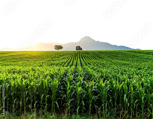 Lush green cornfield, rolling hills, two trees, and a mountain peak against a bright sky