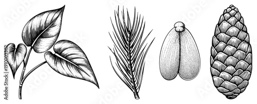Hand drawn botanical elements including philodendron leaves, pine, winged seeds, and pinecone, rendered in intricate hatching and stippling techniques for texture and depth.